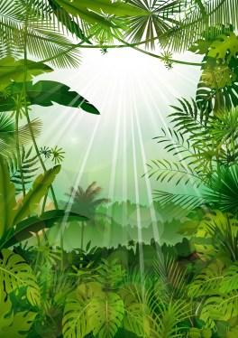 Forest landscape of tropical background with sunrays