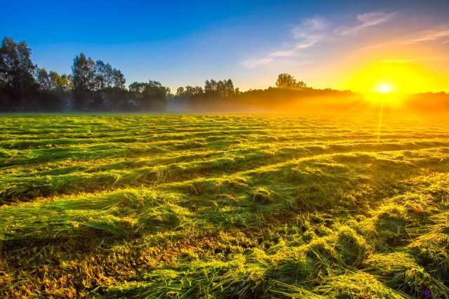 Morning Foggy Meadow Landscape In Polish Countryside